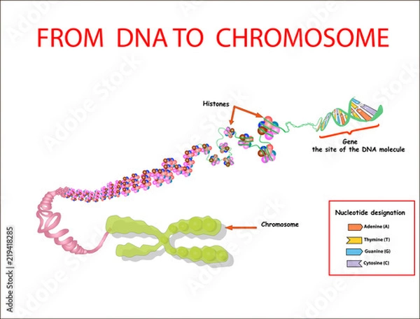 Fototapeta Od DNA do chromosomu. sekwencja genomu. Telo zwykłe to powtarzająca się sekwencja dwuniciowego DNA znajdująca się na końcach chromosomów Nukleotyd, fosforan, cukier i zasady. wektor edukacji