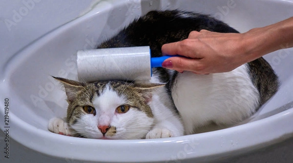 Fototapeta Female hand cleaning a cat with a roller in the sink animal portrait