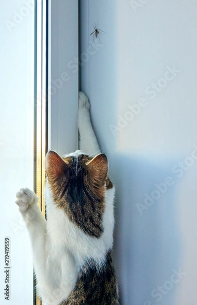 Fototapeta Agile cat trying to catch big mosquito on the windowsill near window