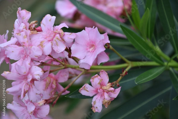Fototapeta oleandro