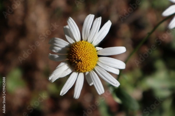 Obraz Straußblütige Wucherblume