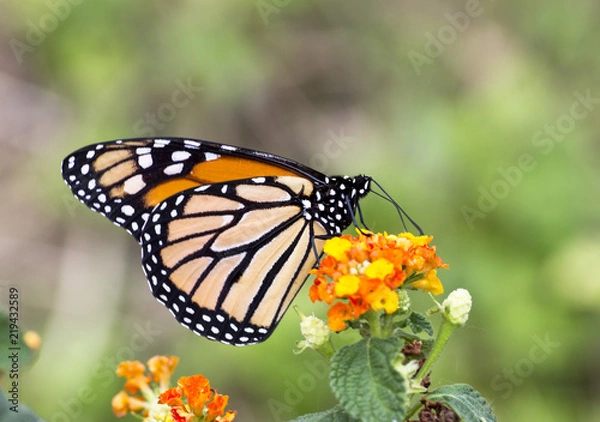 Obraz Monarch butterfly