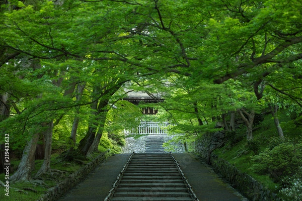 Fototapeta 京都府 毘沙門堂 新緑