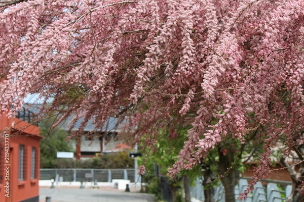 Obraz Beatiful pink tree