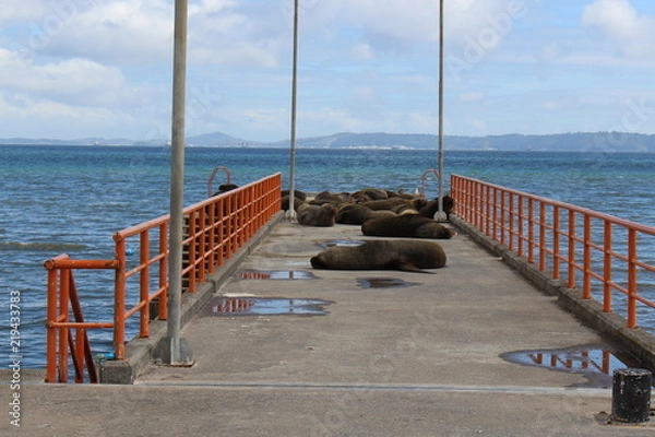 Obraz Chilean pier