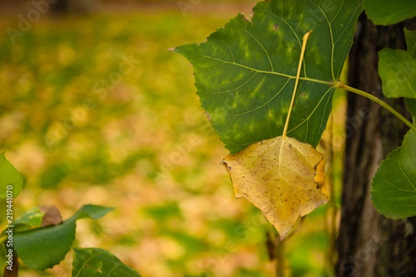 Obraz Yellow leaf doesnt want to fall