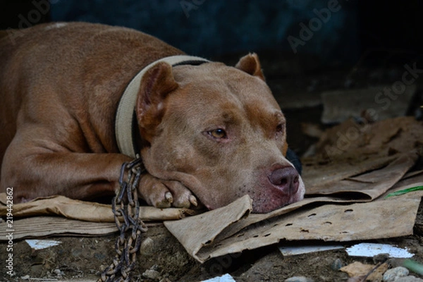 Fototapeta big sad pit bull