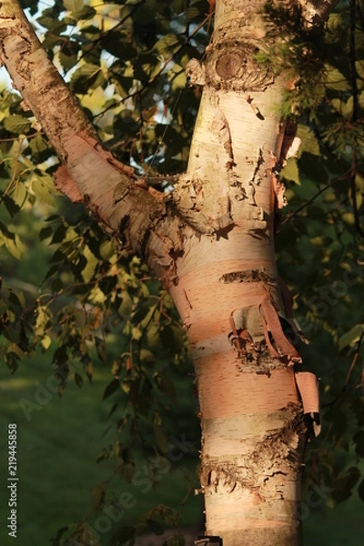 Fototapeta Birch tree trunk