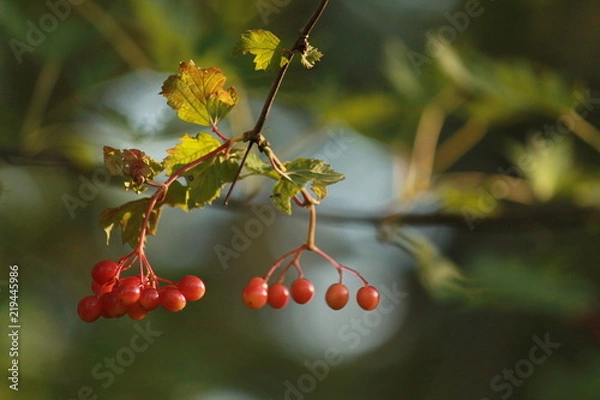 Fototapeta Red berries
