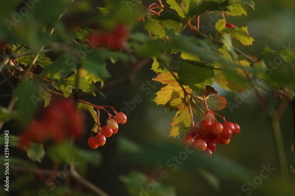 Fototapeta Red berries