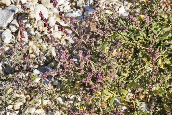 Obraz Saltbush or orache