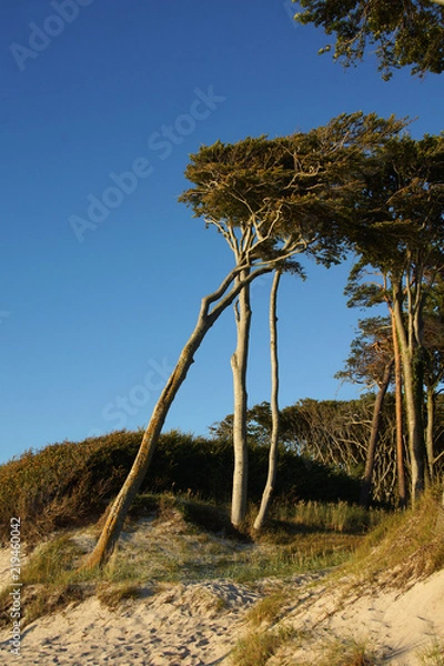 Obraz Windfllüchter Ostseestrand