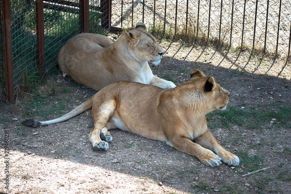 Fototapeta Lion in a zoo