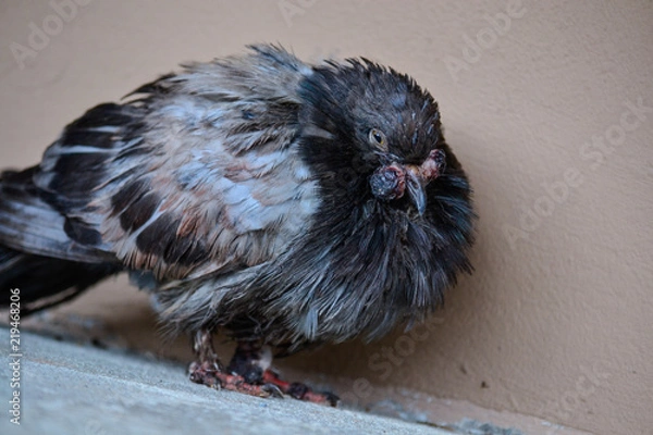 Fototapeta sad and sick pigeon