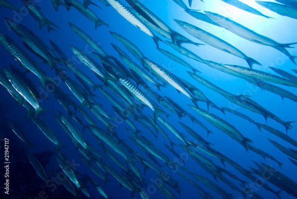 Fototapeta School of Barracuda