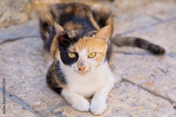 Obraz Stained cat with multicolored spots 