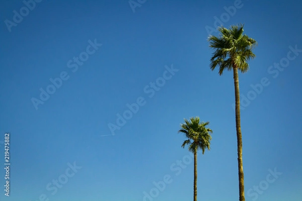 Obraz Two Trees Against the Sky