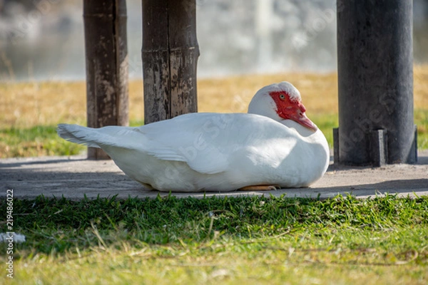 Obraz PATO CON CARA ROJA