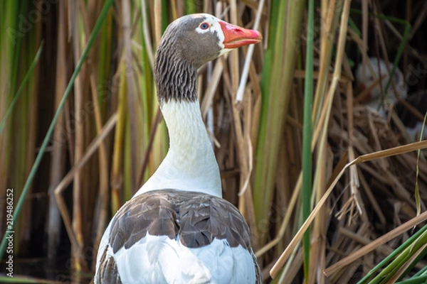 Obraz PATO CON MANCHAS CAFES