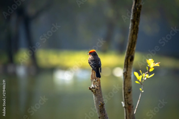 Obraz PAJARO COPETE ROJO