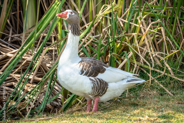 Obraz PATO CON MANCHAS CAFES