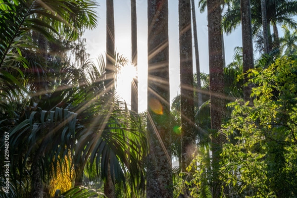 Fototapeta Palm Tree with sun flare