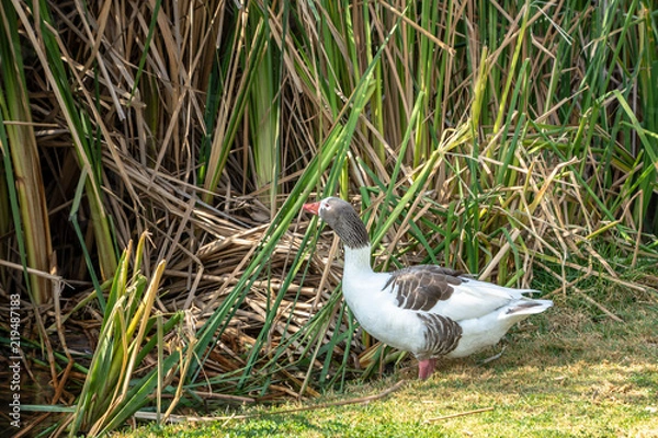 Obraz PATO CON MANCHAS CAFES