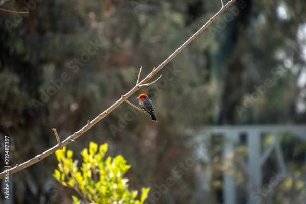 Fototapeta PAJARO CAFE CON ROJO