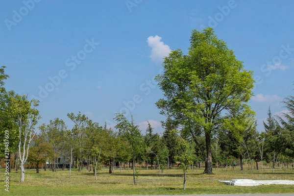 Obraz ARBOLES EN PARQUE