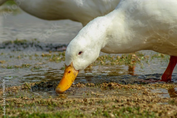 Obraz PATO BLANCO