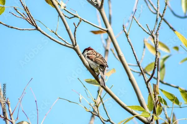 Fototapeta PAJARO POSANDO