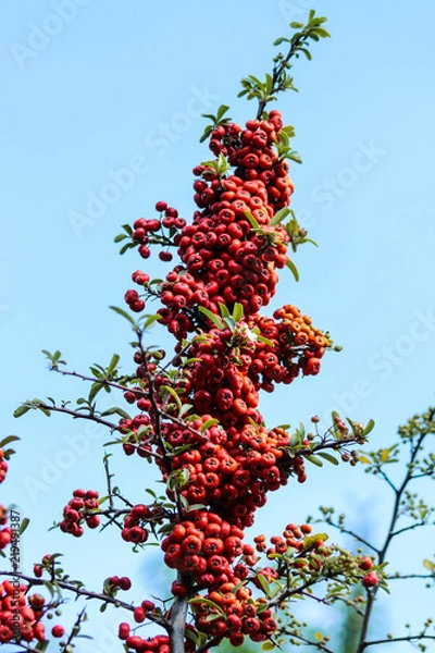 Fototapeta BAYAS ROJAS