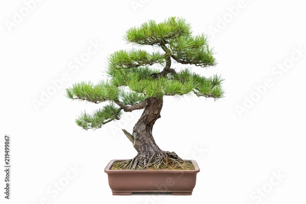 Obraz zielone sosny bonsai na białym tle