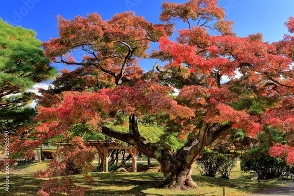 Fototapeta モミジの大木