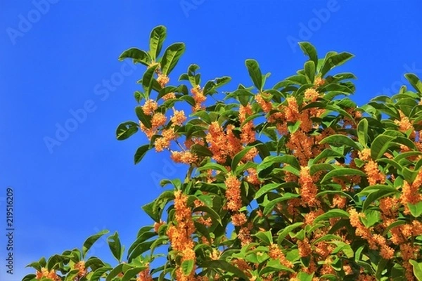 Obraz 青空と金木犀