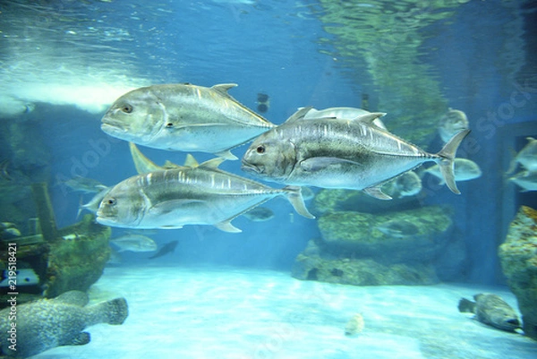 Obraz big fish under the sea