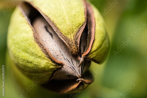 Fototapeta Pecan nut clustered in green husk macro