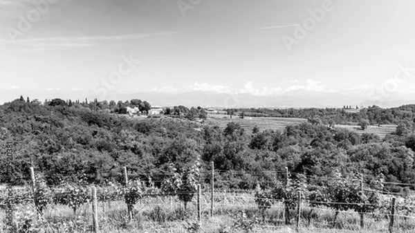 Fototapeta The fields of Friuli Venezia-Giulia cultivated with grapevines