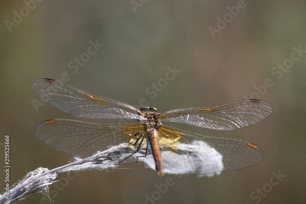 Fototapeta dragonfly