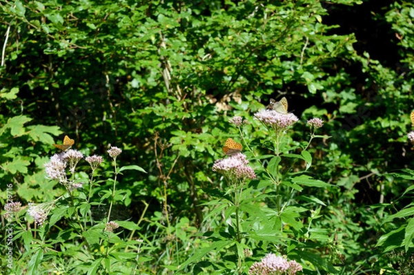 Obraz Orange Butterflies With Black Tufts on the Wings on Purple Flowers