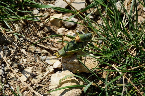 Obraz Close-up Of Green Grasshopper Stands On White Stone