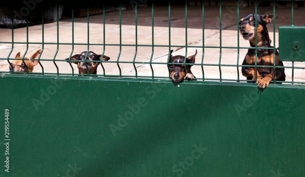 Fototapeta A crowd of ferocious dogs guard the yard