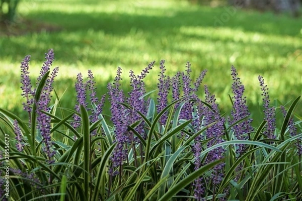 Obraz Liriope muscari or lily turf flower growing up in the garden on the background of green grass field , summer in Ga USA