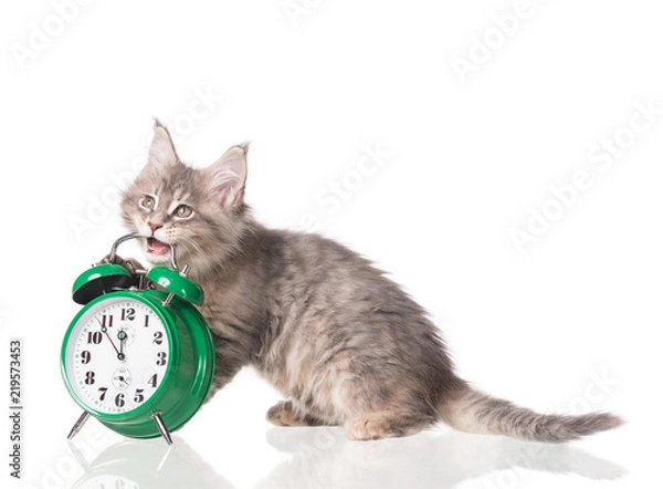 Obraz Maine Coon kitten