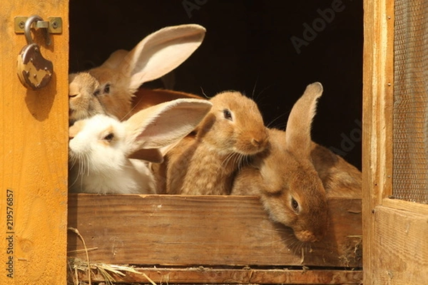 Obraz hodowla królików
