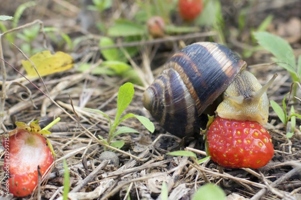 Obraz the snail eats strawberries from the garden