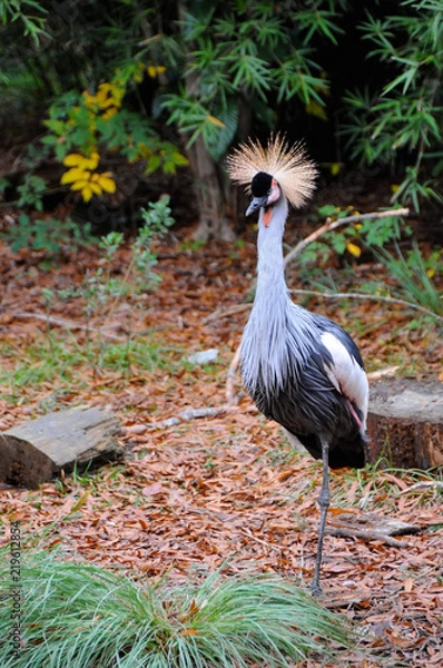 Obraz Crowned Crane