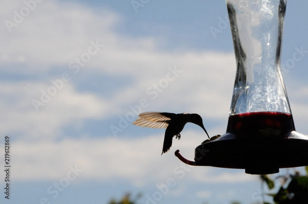Obraz Hummingbird Drinking