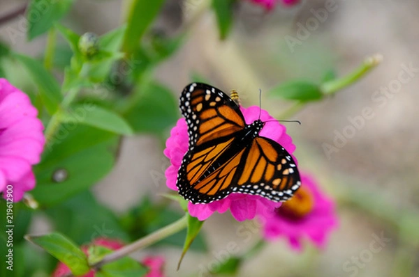 Obraz Monarch Butterfly
