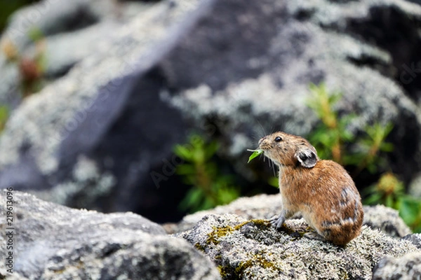 Obraz 食事中のエゾナキウサギ